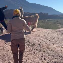 Llama zoomies as our guides attempt to make him/her back off with hiking poles