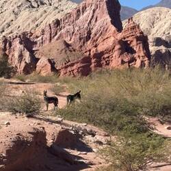 Burro friends were much less aggressive than the llama!