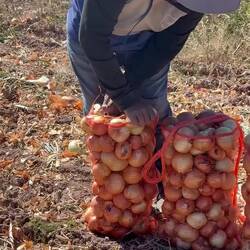 This gentleman was quickly sealing the bags of onions
