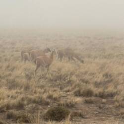 Guanacos (wild llamas) in the mist!
