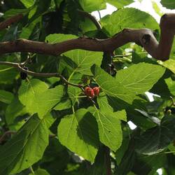 Maulbeerbaum / Mulberry tree