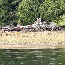 Can you spot the two deer?