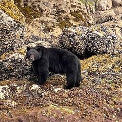 First Black Bear sighting this trip.