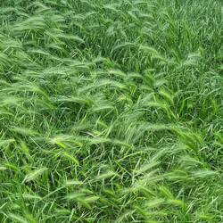 Mäuse-Gerste (Hordeum murinum), ein Süßgras, das oft an Wegrändern oder auf Brachflächen wächst.