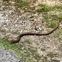 Et quelques rencontre avec les habitants du coin (Michel, il y a aussi des serpents au sud du 🇦🇱)
