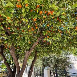 Kumquats