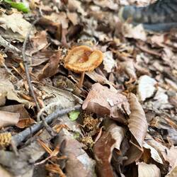 Fruit shroom!