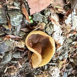 Ear shroom!