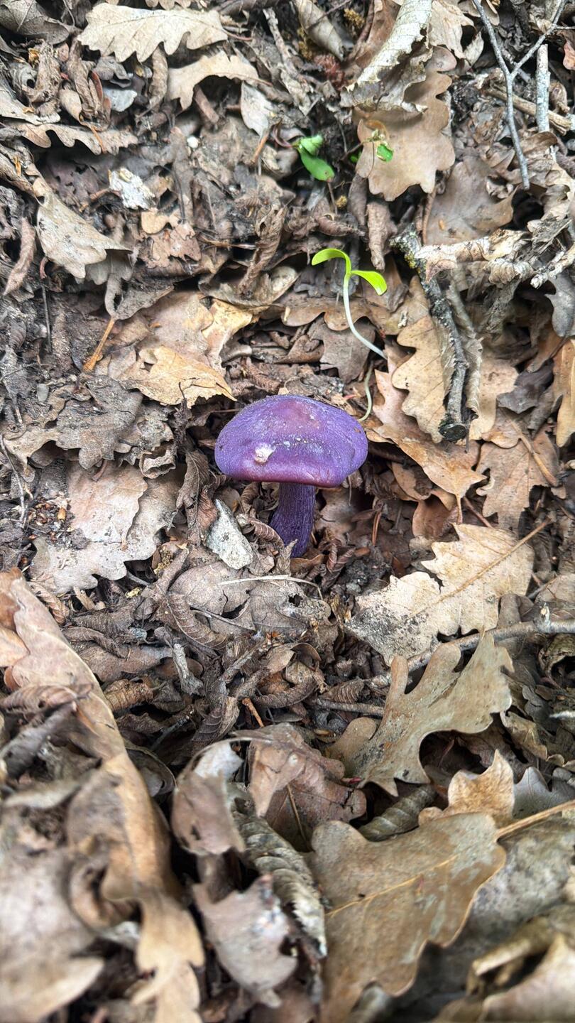 Purple shroom!
