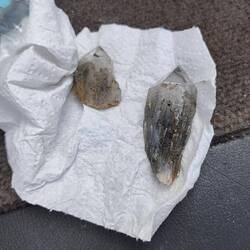Zwei Fundstücke der Geologin, bereits vor gereinigt.