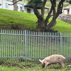 Entdeckung am Strassenrand 🐖🐷