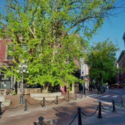 Marpel Tree Square