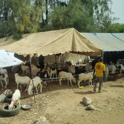 Sheep and goats for sale. They will be sacrificed next week at by the head of each household.