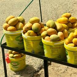 noch mehr Mangos !!