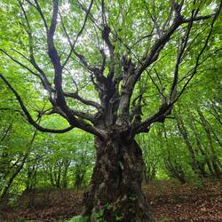 Gnarly tree