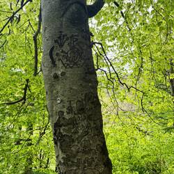 Carvings on a tree trunk