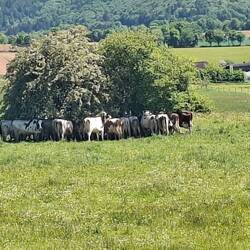 Lasst mich auch in den Schatten!