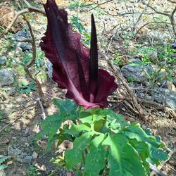 Plein de magnifiques "Arums de Crète" en pleine nature 😍😍