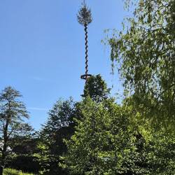 De meiboom vlakbij het klooster.