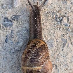Saw lots of these guys the first mile or so but none after. (Probably got too hot!)