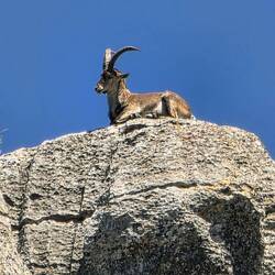 Mountain goat at The Torcal de Antequera
