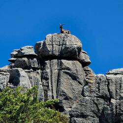 Very majestic atop this rock