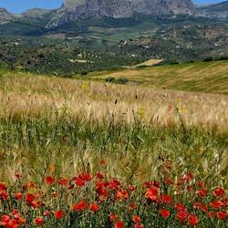 The wildflowers are amazing. Red, Yellow, Purple...our timing is sure good for seeing them!