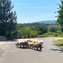 Atmosphère très rurale dans la descente. Attention les gars, j'ai plus de freins !