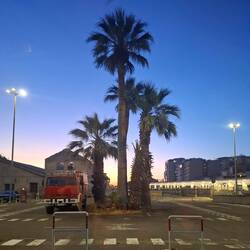 Parkplatzpflanzen in der Abendstimmung