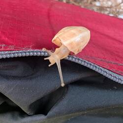 Wer wünscht uns da einen guten Morgen? 🐌😊
