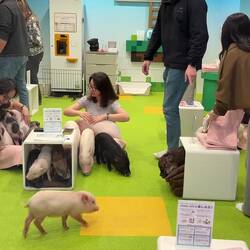 Jööööh auf Japanisch ohne Ende: kawaii!