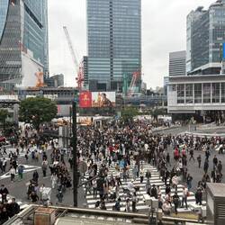 Bis zu 2'500 Menschen gehen bei Grünphasen über die Shibuya-Kreuzung.