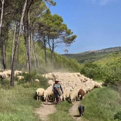 Sheep!