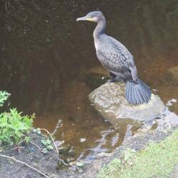 Cormorant perched on the near bank.