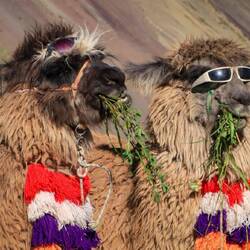 No Drama Lamas (eigentlich Alpacas 😉)