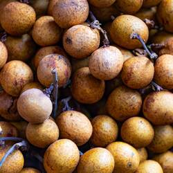 Longan