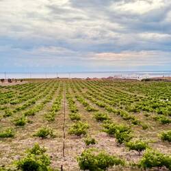Vineyard
