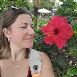 Riesen Hibiskus