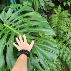 Monstera Monsterblatt 🥰