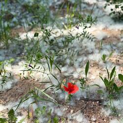 There were piles of this fluff from some tree - looked (but didn't feel) like walking through snow.