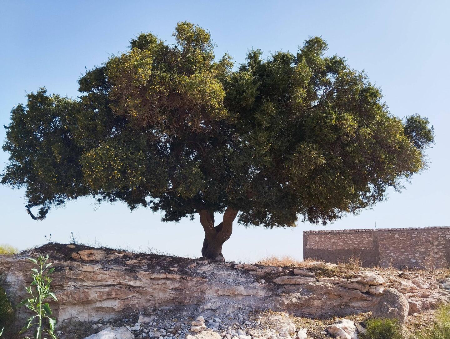 Hier ein Arganbaum! Die kommen praktisch nur in Marokko vor und sind ein Tertiärrelikt (alt!!!) 🌳