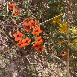 Schöne Blüten am Straßenrand
