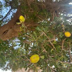 Und der Baum hat sehr lange Dornen und daher wird nur vom Boden aufgelesen