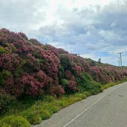 C'est la pleine saison des ébéniers de Crète, qui bordent les routes de montagne du sud-ouest