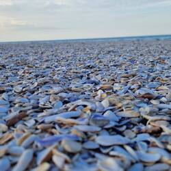 Teilweise besteht der Strand nur aus Muscheln