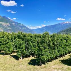 Im Vinschgau