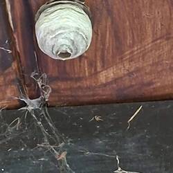 Wem gehört den so ein Nest?