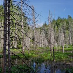 Swamp met bever burchten