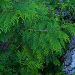 Red Ceder Tree