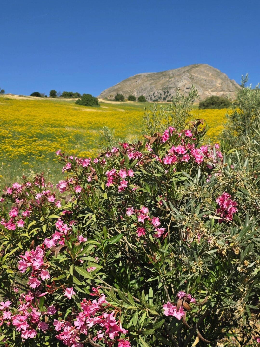 Love the wildflowers! I didn't expect this, so it's been a real treat 🌻🌷.